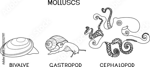 Coloring page with three types of molluscs: cephalopod, gastropod, bivalve. Educational material for biology lesson