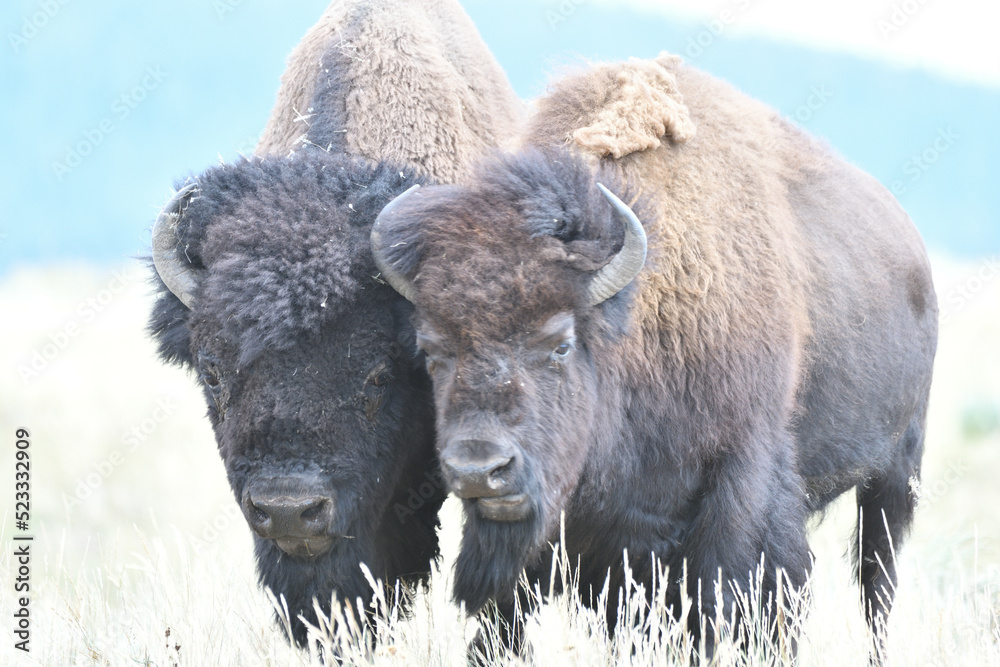 Fototapeta premium Mighty Bison at Yellowstone National Park USA