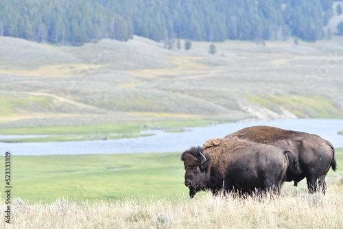 Mighty Bison at Yellowstone National Park USA