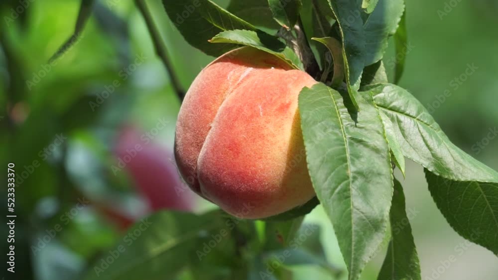 A close-up of a ripe peach