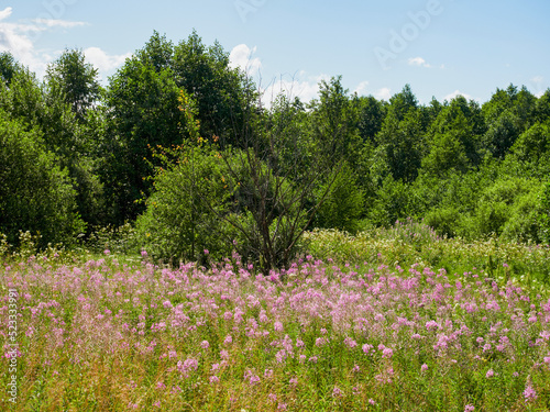 Beautiful colorful summer spring natural landscape with a lake in Park surrounded by green foliage of trees in sunlight and stone path in foreground.