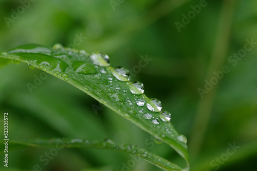 雨の日に笹の葉にたくさんの水玉が付く