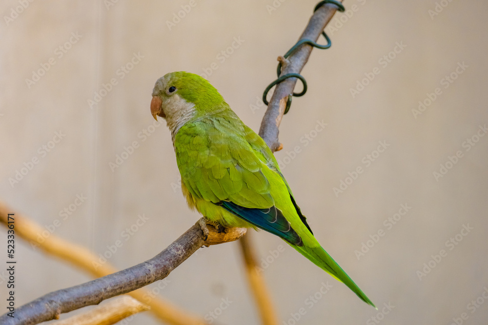 Fototapeta premium green winged macaw