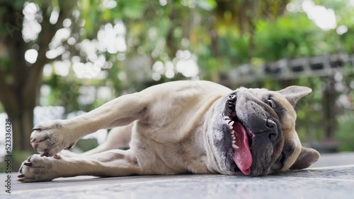Panting dog with tongue sticking out lying on the floor.