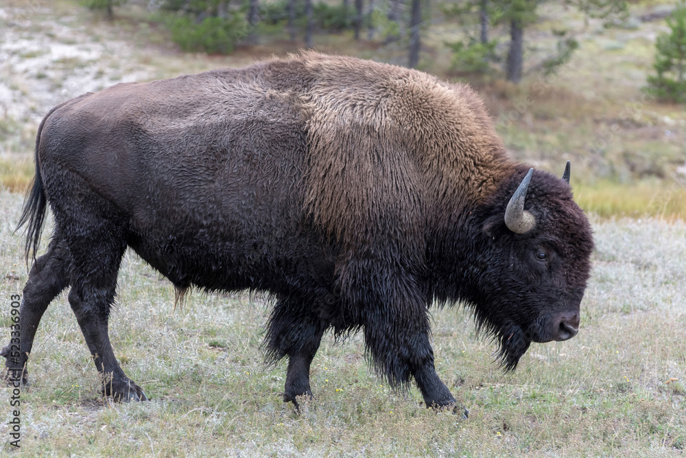 American bison in Yellowstone National Park American bison in Yellowstone National Park