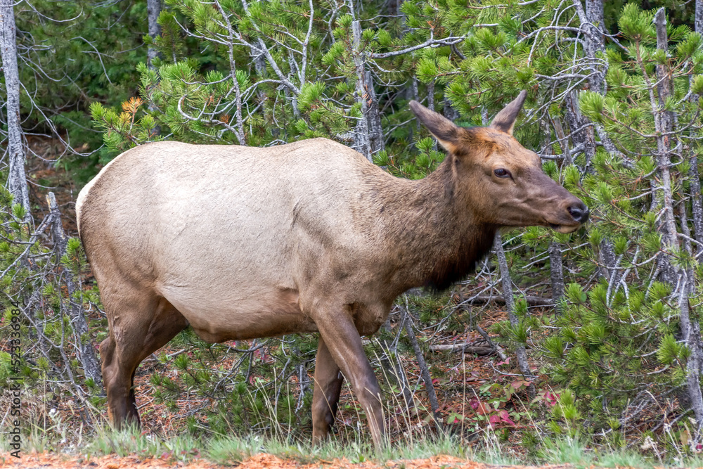 Elk or Wapiti, Cervus canadensis, by the roadside