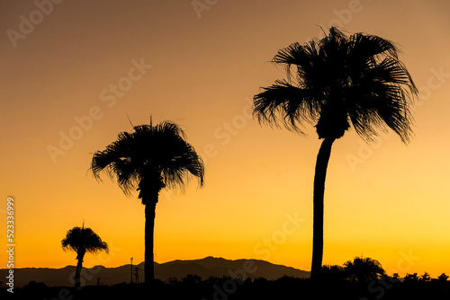 Silhouette of PalmTrees at Sunset