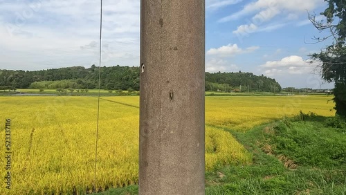 ツクツクボウシ