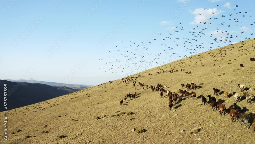 Aerial view of herd of sheep in Igdir. 4K footage in Turkey Aerial view of herd of sheep in Igdir. 4K footage in Turkey