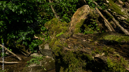 An old fallen tree covered with moss lies in a forest surrounded by shrubs. Sochi  Russia.