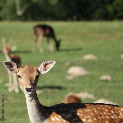 Fototapeta Naklejka Na Ścianę i Meble -  Roe deer grazing in the meadow
Sarna pasąca się na łące