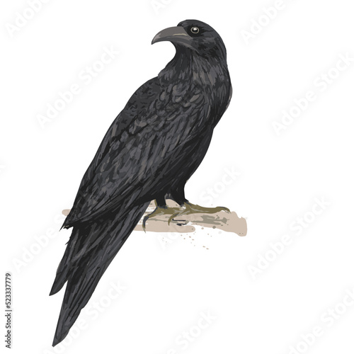 Black raven hand-drawn, vector illustration