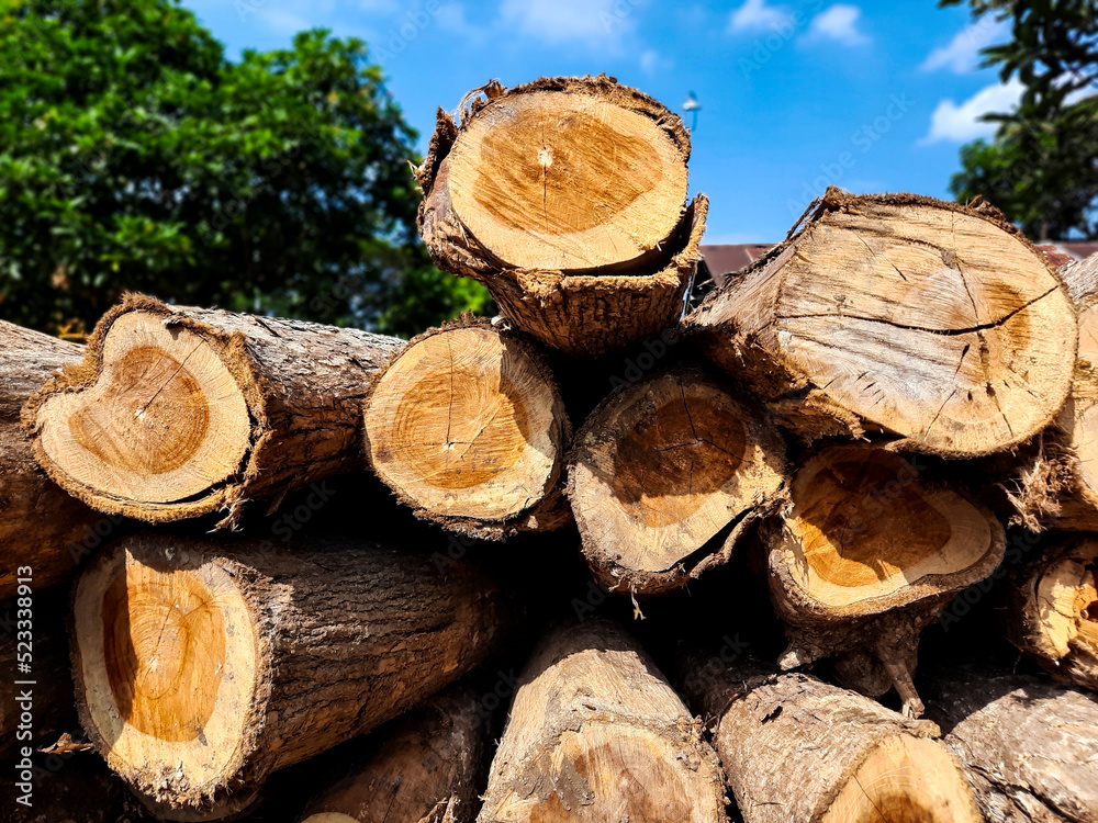 Teak logs are large enough to be stacked neatly. The age of the wood can be estimated from the Annual Rings on these logs. Teak logs are large enough to be stacked neatly. The age of the wood can be estimated from the Annual Rings on these logs.