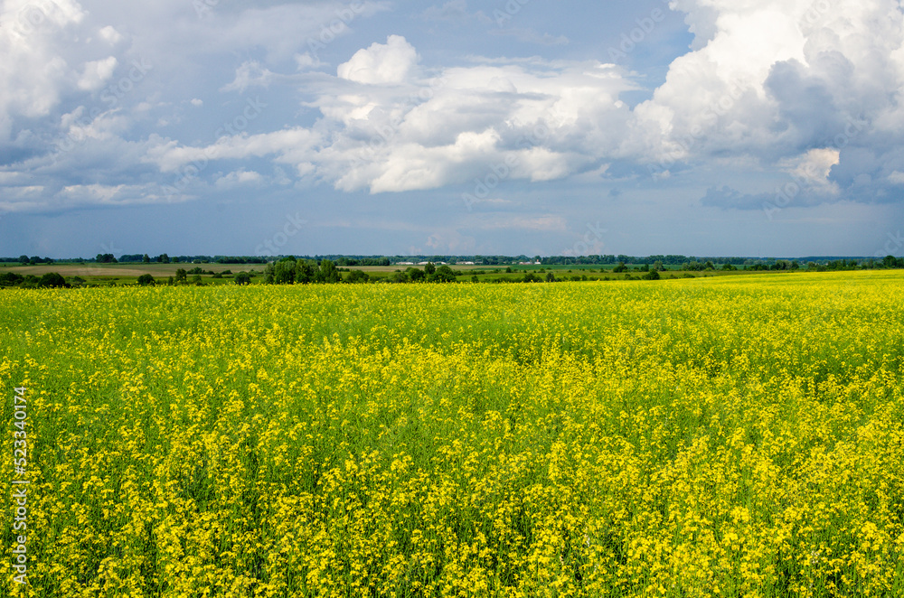 Yellow field of blooming rapeseed in June in the countryside. Farmers grow rapeseed.