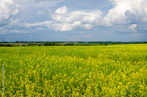 Yellow field of blooming rapeseed in June in the countryside. Farmers grow rapeseed.