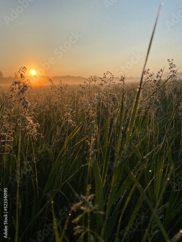 Dawn in the forest