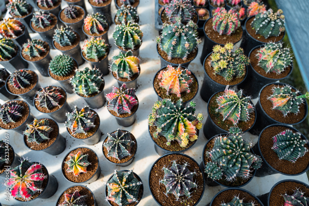 cactus greenhouse, closeup shot