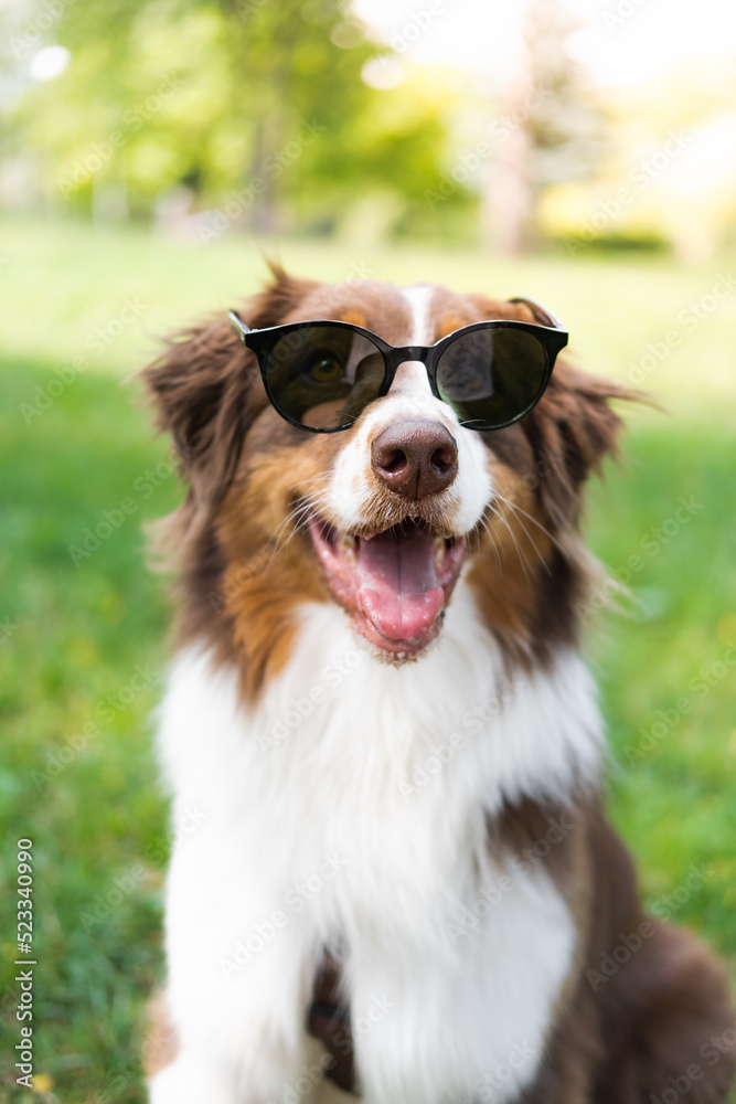 Portrait of an australian shepherd in sunglasses against green grass. Aussie posing with eye glasses, copy space, dog park scene