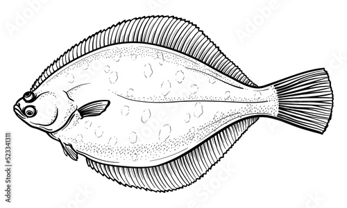 Fotografie, Tablou Vector illustration of flounder