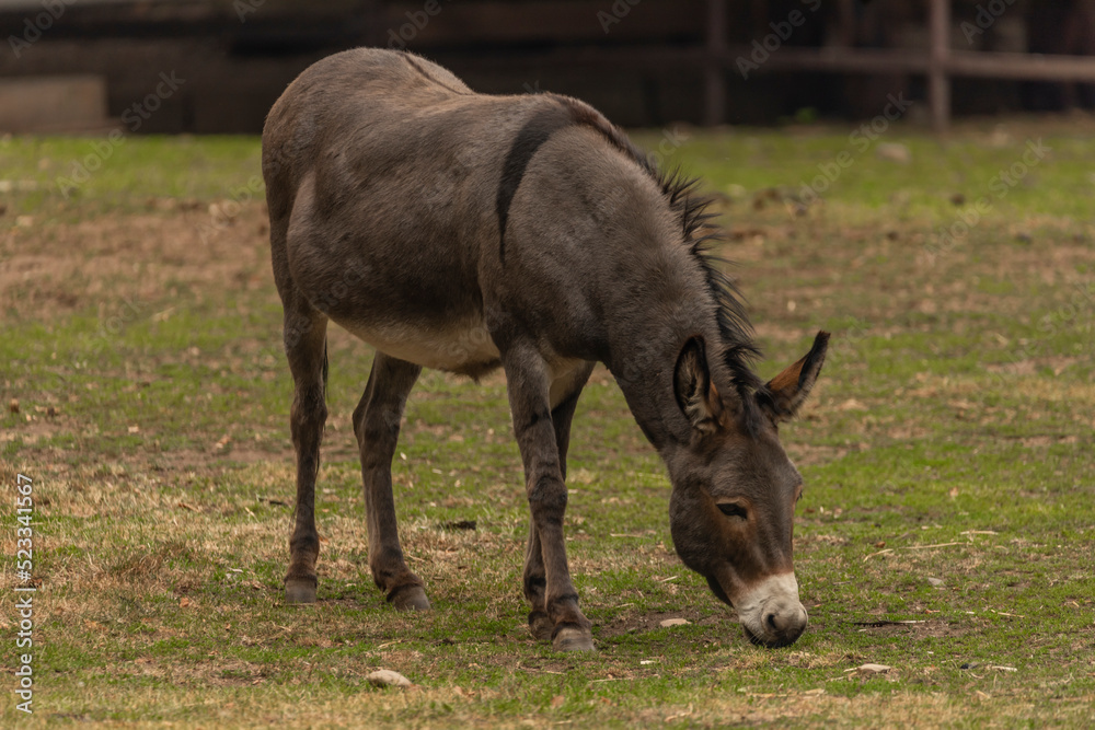 Dark gray donkey on green grass in cloudy summer day