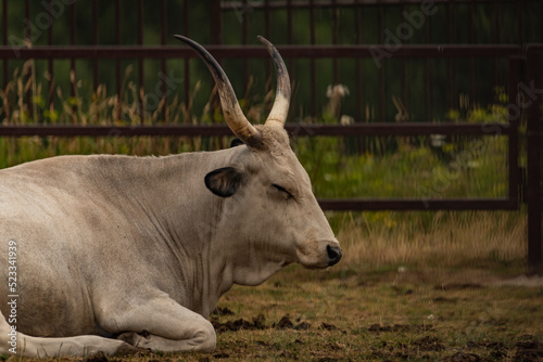 White long horn cow on dry grass in dark cloudy day