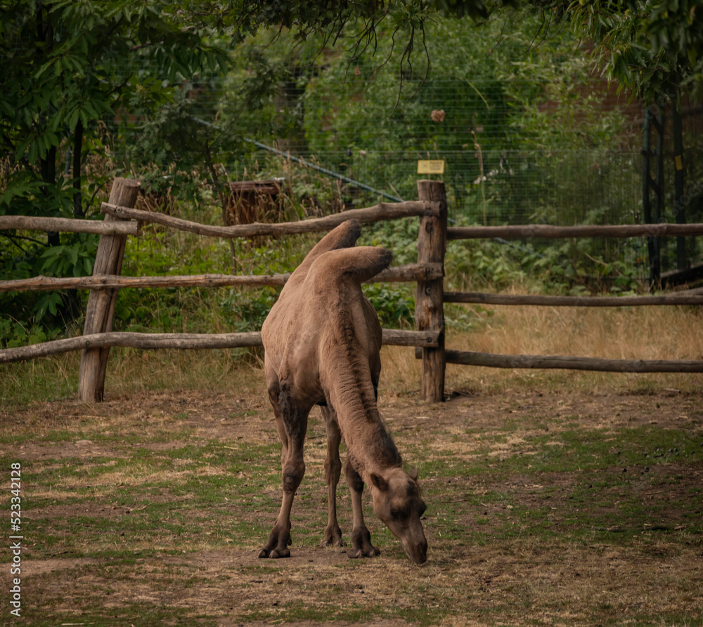 Obraz premium Brown camel on dirty floor in dark summer hot day