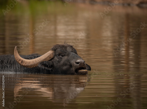 Water buffalo near dark dirty lake in cloudy summer day
