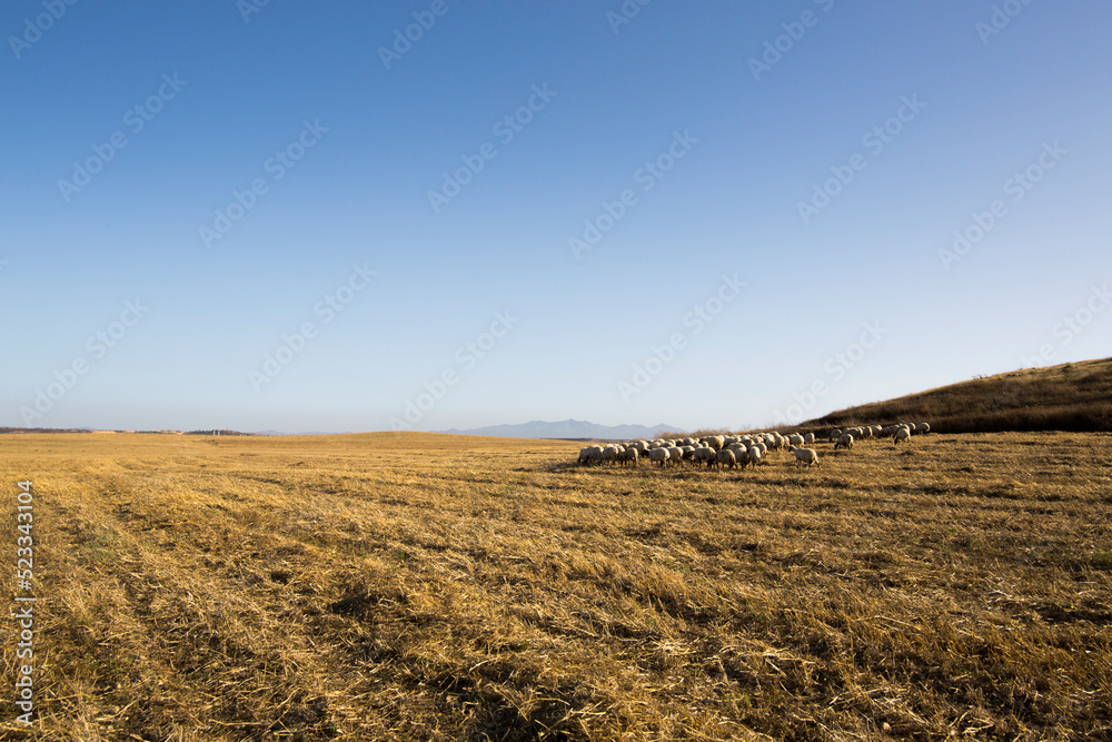 Plain agriculture field in North Cyprus with a flock of sheeps in summer near Nicosia no clouds sunny weather