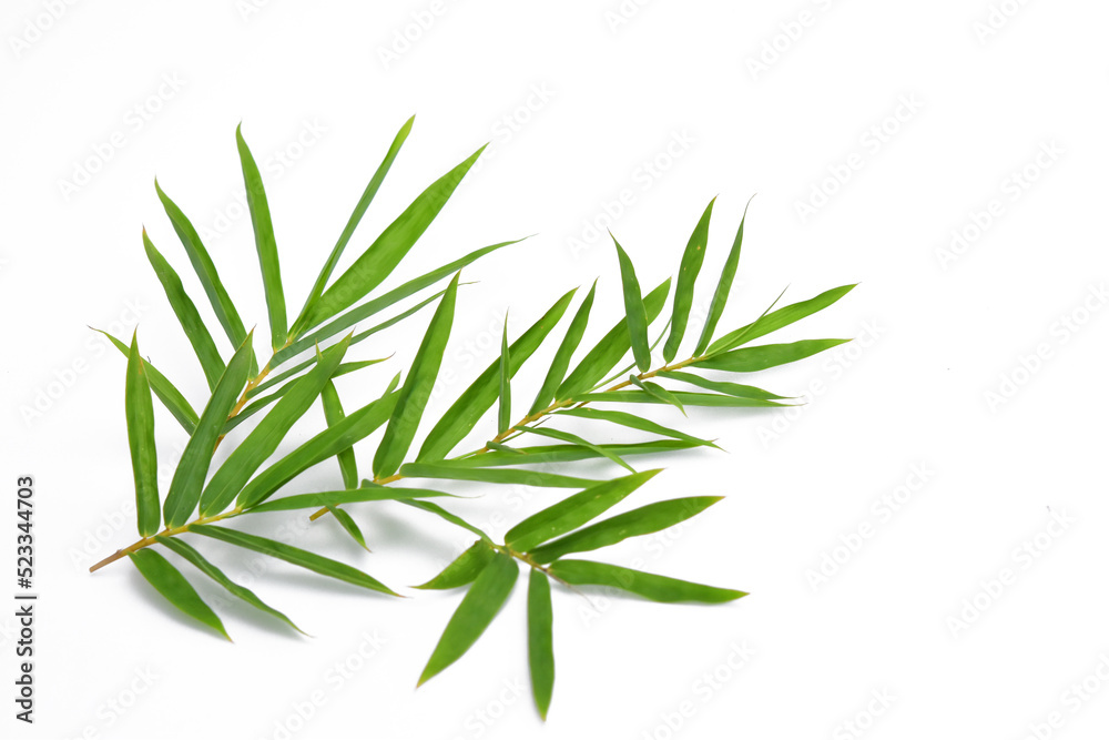 Fototapeta premium Bamboo leaves on white background