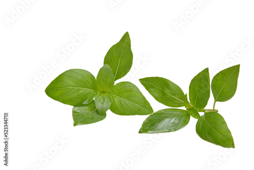 Thai herb , Basil leaves on white background