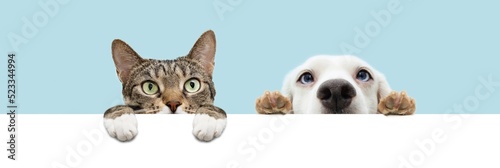 Banner summer pets , cat and dog hiding and hanging paws over a blank. Isolated on blue pastel background.