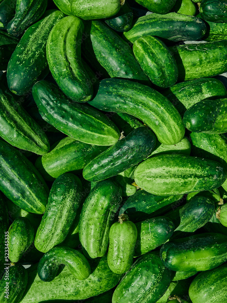 Close up of fresh organic green cucumbers. Close up of fresh organic green cucumbers.