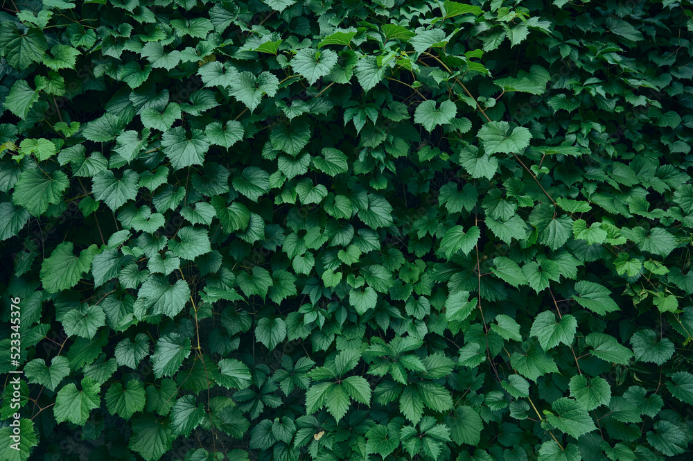 Background of fresh green leaves. Background of fresh green leaves.