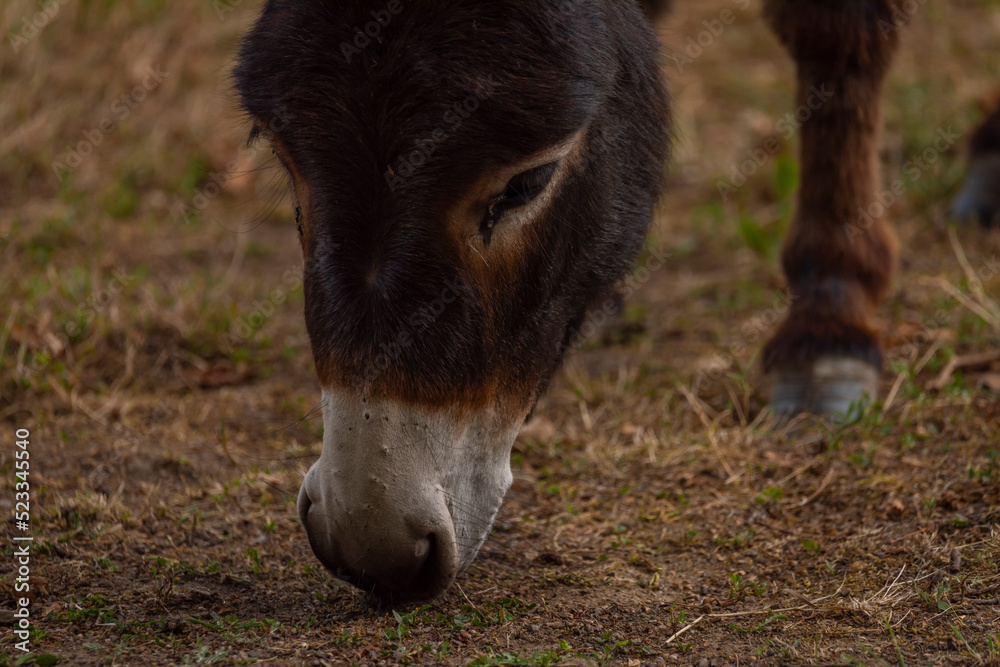 Fototapeta premium Dark gray donkey on green grass in cloudy summer day