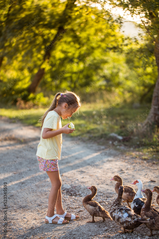 Fototapeta premium Girl feeding ducks. Village walk.