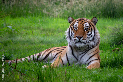 tiger in the grass