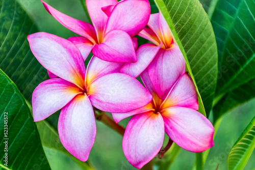 Beautiful pink frangipani known as plumeria in a full bloom close up. Nature tropical flower background