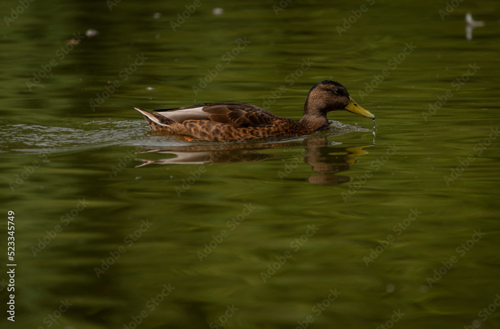 Brown duck near dirty water lake in summer dry day Brown duck near dirty water lake in summer dry day
