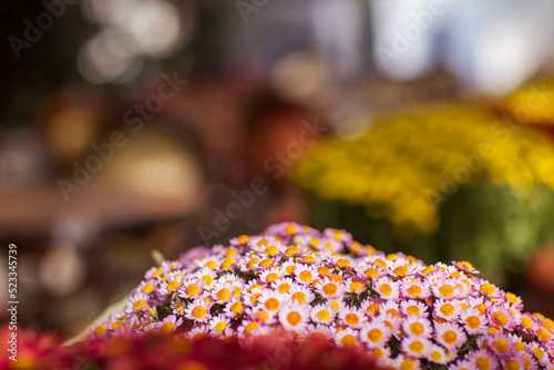 Wallpaper Mural Autumn chrysanthemum flowers. Floral backgrounds. Torontodigital.ca