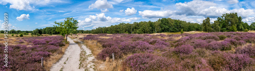 Hamburg, Germany. The nature reserve Boberger Niederung with heath in full blossom. photo