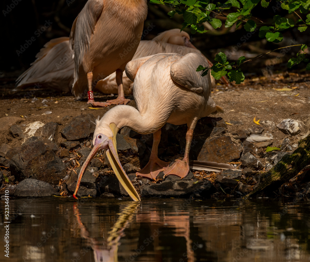 Obraz premium Orange pink whiite pelican near green lake in sunny summer day