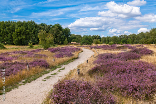Hamburg, Germany. The nature reserve Boberger Niederung with heath in full blossom. photo