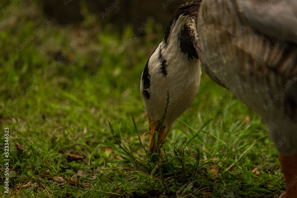 White special duck near dirty water lake in summer dry day White special duck near dirty water lake in summer dry day