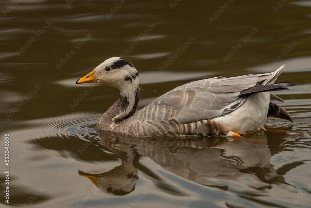 White special duck near dirty water lake in summer dry day White special duck near dirty water lake in summer dry day