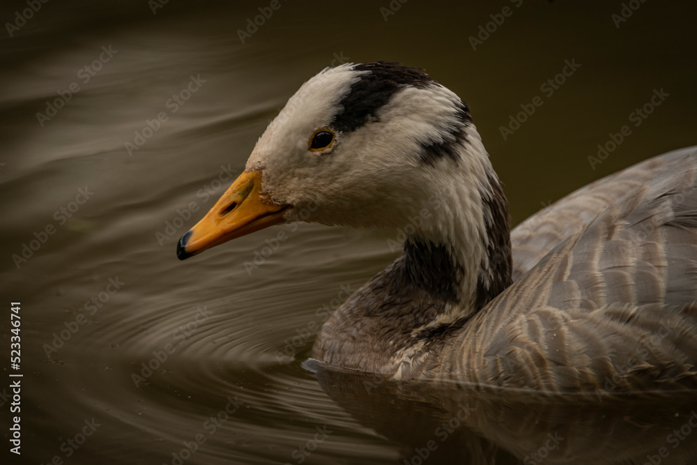 White special duck near dirty water lake in summer dry day White special duck near dirty water lake in summer dry day