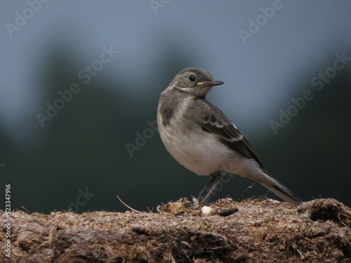 Wildlife photo with beautiful bird