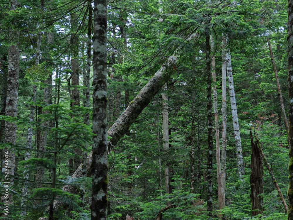 Naklejka premium 北八ヶ岳白駒の池 苔の森