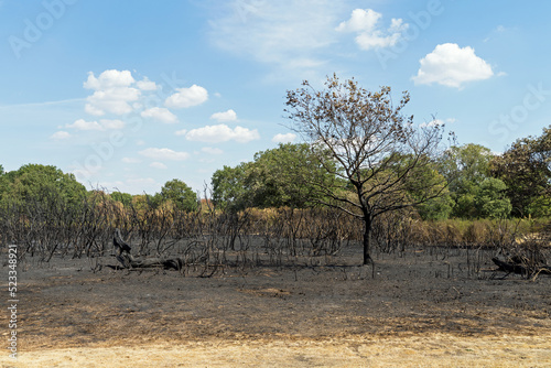 Canvas-taulu Burned tree and undergrowth at Hollow Ponds after a forest fire.
