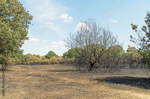 Canvas Print Burned tree and undergrowth at Hollow Ponds after a forest fire.