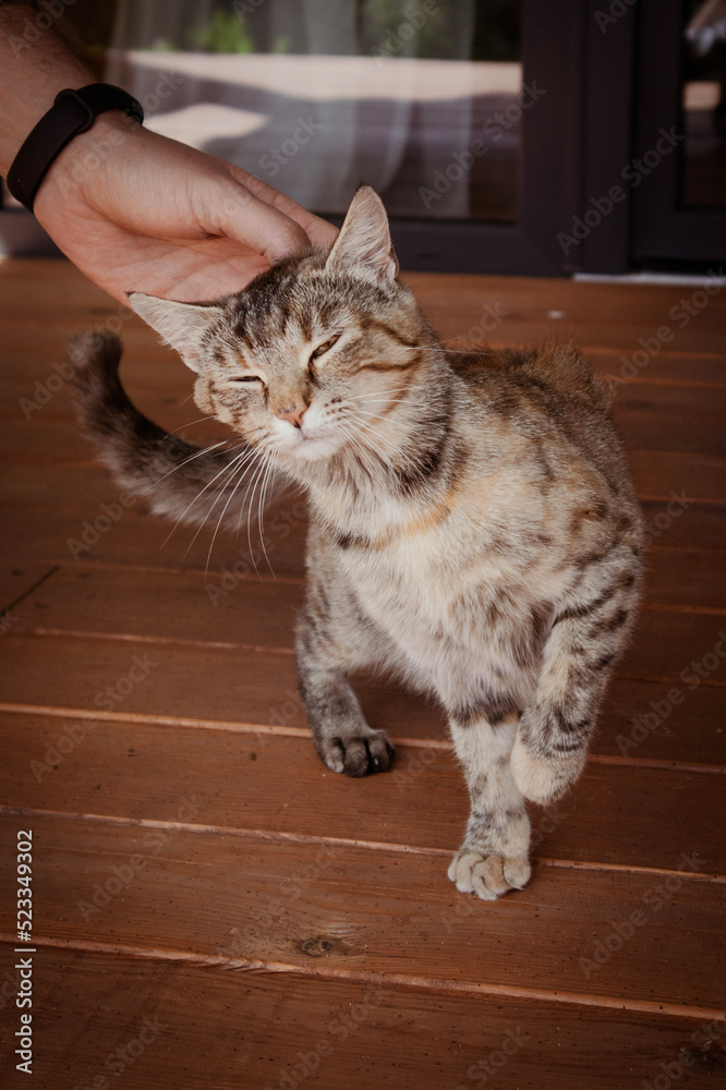 Person caresses the cat's head. Funny cat face